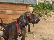 KIKKO, Hund, Mischlingshund in Italien - Bild 20