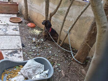 KIKKO, Hund, Mischlingshund in Italien - Bild 21