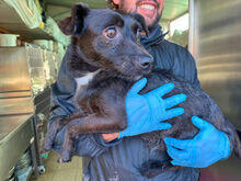 KIKKO, Hund, Mischlingshund in Italien - Bild 3