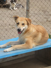 ALBENA, Hund, Mischlingshund in Bulgarien - Bild 1