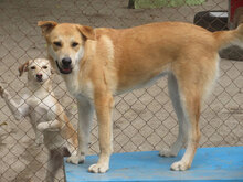 ALBENA, Hund, Mischlingshund in Bulgarien - Bild 3