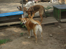 ALBENA, Hund, Mischlingshund in Bulgarien - Bild 4