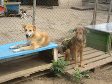 ALBENA, Hund, Mischlingshund in Bulgarien - Bild 5