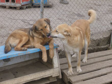 ALBENA, Hund, Mischlingshund in Bulgarien - Bild 6