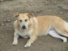 ALBENA, Hund, Mischlingshund in Bulgarien - Bild 8