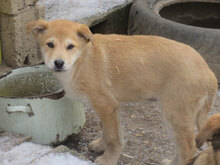 ALBENA, Hund, Mischlingshund in Bulgarien - Bild 9