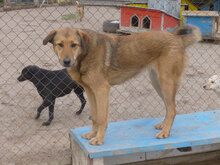 ALMIRA, Hund, Mischlingshund in Bulgarien - Bild 3