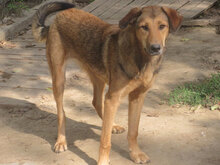 ALMIRA, Hund, Mischlingshund in Bulgarien - Bild 4