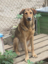 ALMIRA, Hund, Mischlingshund in Bulgarien - Bild 5