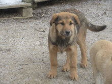 ALMIRA, Hund, Mischlingshund in Bulgarien - Bild 7