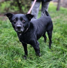 CSIBI, Hund, Mischlingshund in Ungarn - Bild 1