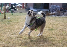 ROSINA, Hund, Mischlingshund in Arnstadt - Bild 10