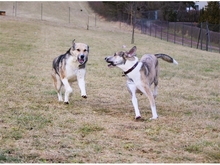 ROSINA, Hund, Mischlingshund in Arnstadt - Bild 6