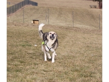 ROSINA, Hund, Mischlingshund in Arnstadt - Bild 8