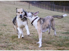 ROSINA, Hund, Mischlingshund in Arnstadt - Bild 9