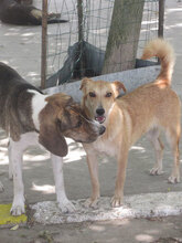 CHICO, Hund, Mischlingshund in Bulgarien - Bild 10