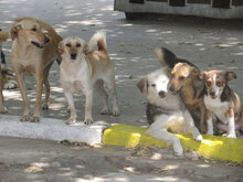 CHICO, Hund, Mischlingshund in Bulgarien - Bild 11