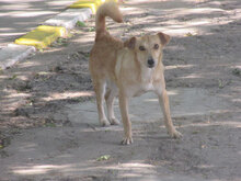 CHICO, Hund, Mischlingshund in Bulgarien - Bild 12