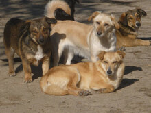 CHICO, Hund, Mischlingshund in Bulgarien - Bild 3