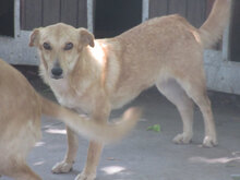 CHICO, Hund, Mischlingshund in Bulgarien - Bild 4