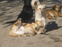 CHICO, Hund, Mischlingshund in Bulgarien - Bild 5