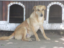 CHICO, Hund, Mischlingshund in Bulgarien - Bild 9