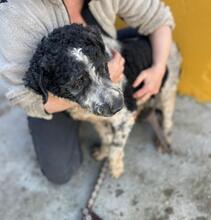 DUQUE, Hund, Wasserhund in Spanien - Bild 2