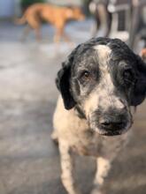 DUQUE, Hund, Wasserhund in Spanien - Bild 3