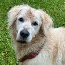 ROCKY, Hund, Golden Retriever in Delmenhorst - Bild 1