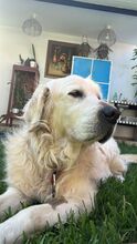 ROCKY, Hund, Golden Retriever in Delmenhorst - Bild 3