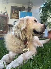 ROCKY, Hund, Golden Retriever in Delmenhorst - Bild 5