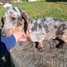 SOPHIE, Hund, Dackel in Spanien - Bild 1