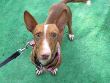 ZENO, Hund, Podenco Maneto in Spanien - Bild 1