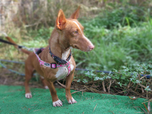 ZENO, Hund, Podenco Maneto in Spanien - Bild 2