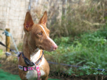 ZENO, Hund, Podenco Maneto in Spanien - Bild 3