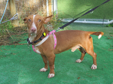 ZENO, Hund, Podenco Maneto in Spanien - Bild 5