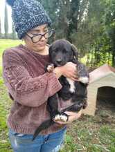 BEA, Hund, Mischlingshund in Italien - Bild 1