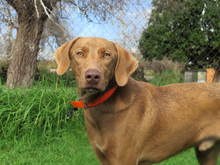 HUMUS, Hund, Mischlingshund in Spanien - Bild 1