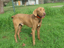 HUMUS, Hund, Mischlingshund in Spanien - Bild 2