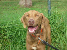 HUMUS, Hund, Mischlingshund in Spanien - Bild 4