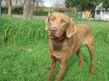 HUMUS, Hund, Mischlingshund in Spanien - Bild 5