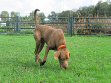 HUMUS, Hund, Mischlingshund in Spanien - Bild 6