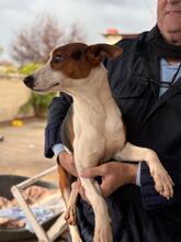 ZAYN, Hund, Podenco in Spanien - Bild 10