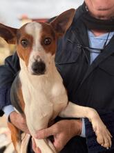 ZAYN, Hund, Podenco in Spanien - Bild 11