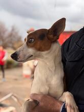 ZAYN, Hund, Podenco in Spanien - Bild 12