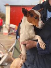 ZAYN, Hund, Podenco in Spanien - Bild 13