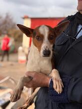 ZAYN, Hund, Podenco in Spanien - Bild 8