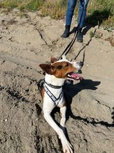 ZAYN, Hund, Podenco in Spanien - Bild 9
