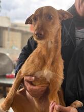 HARRY, Hund, Podenco in Spanien - Bild 2