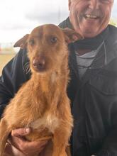 HARRY, Hund, Podenco in Spanien - Bild 3